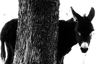 Guardo, tocco, accarezzo i miei amici animali