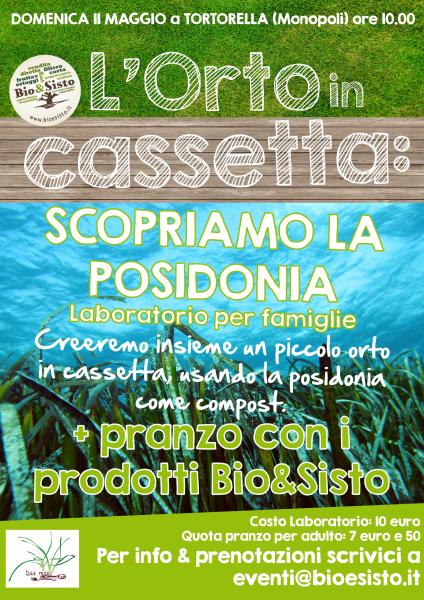 L'orto in cassetta: scopriamo la posidonia
