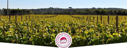 Terre di San Vito partecipa a Cantine Aperte 2015
