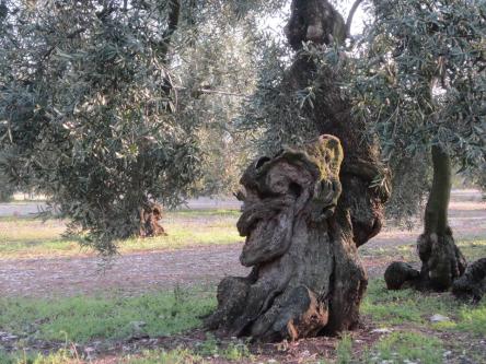 Dagli Avi agli E.V.O. - L’evoluzione dell’Olio Extravergine di Oliva in una giornata...