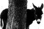 Guardo, tocco, accarezzo i miei amici animali
