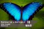 Springtime Jazz Festival #39 Portrait of a Butterfly a Bisceglie @OpenSource